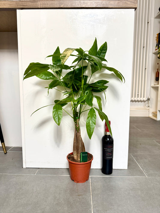 70cm Pachira Aquatica (Money Tree)