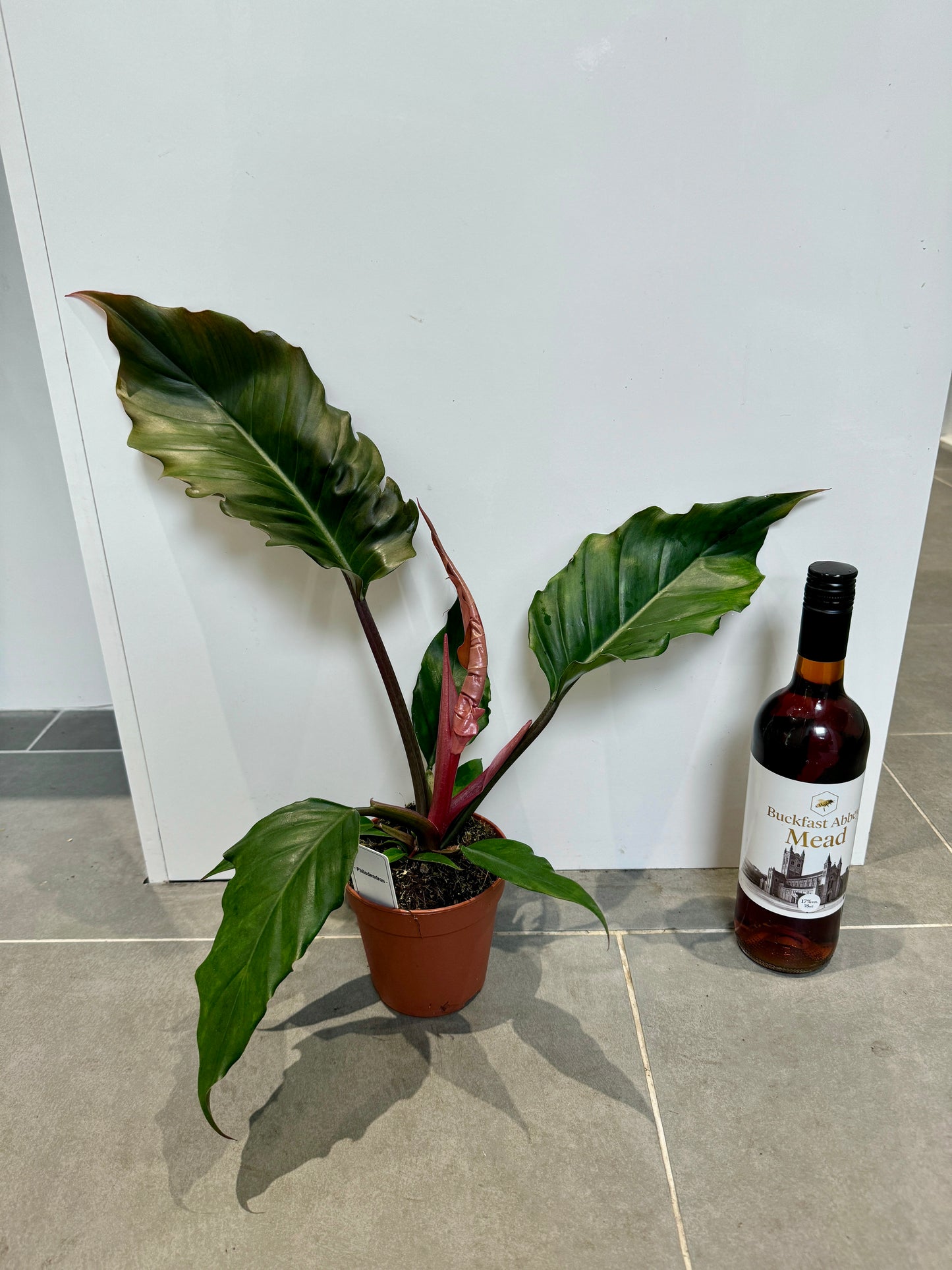 choco empress philodendron price 40cm Philodendron Choco Empress – Bristol Plant Man