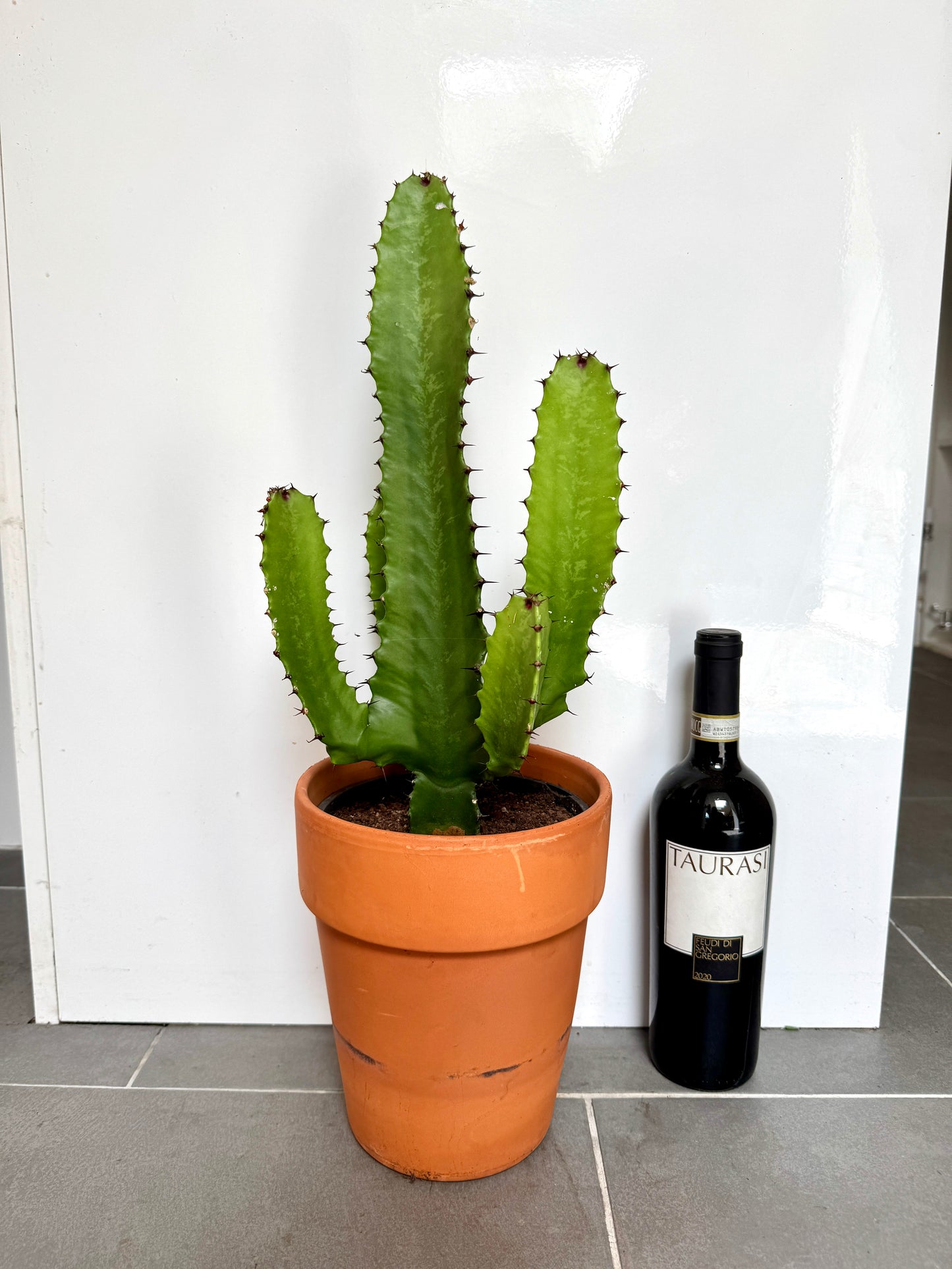 60cm Euphorbia Cactus in Terracotta Pot