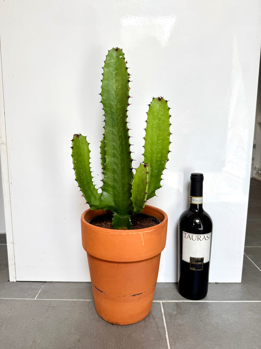 60cm Euphorbia Cactus in Terracotta Pot