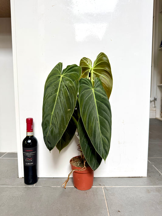 60cm Philodendron Melanochrysum