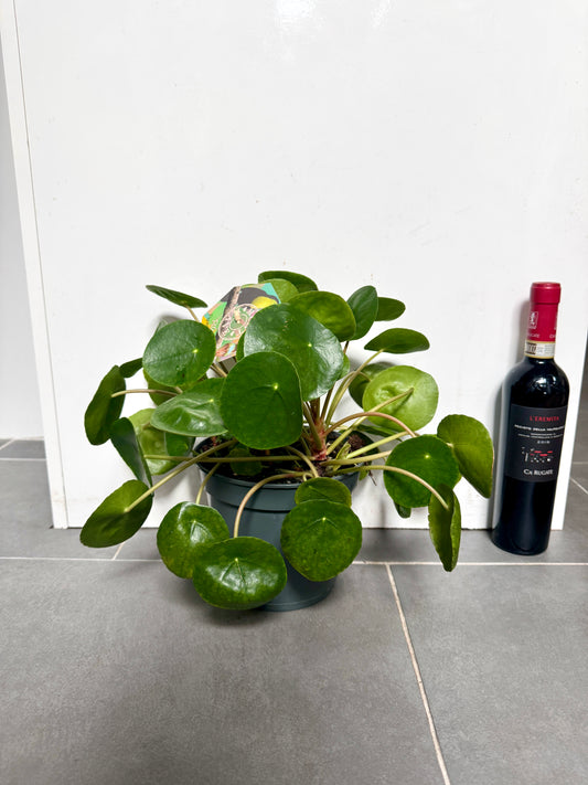 30cm Pilea Peperomiodies (Chinese Money Plant)