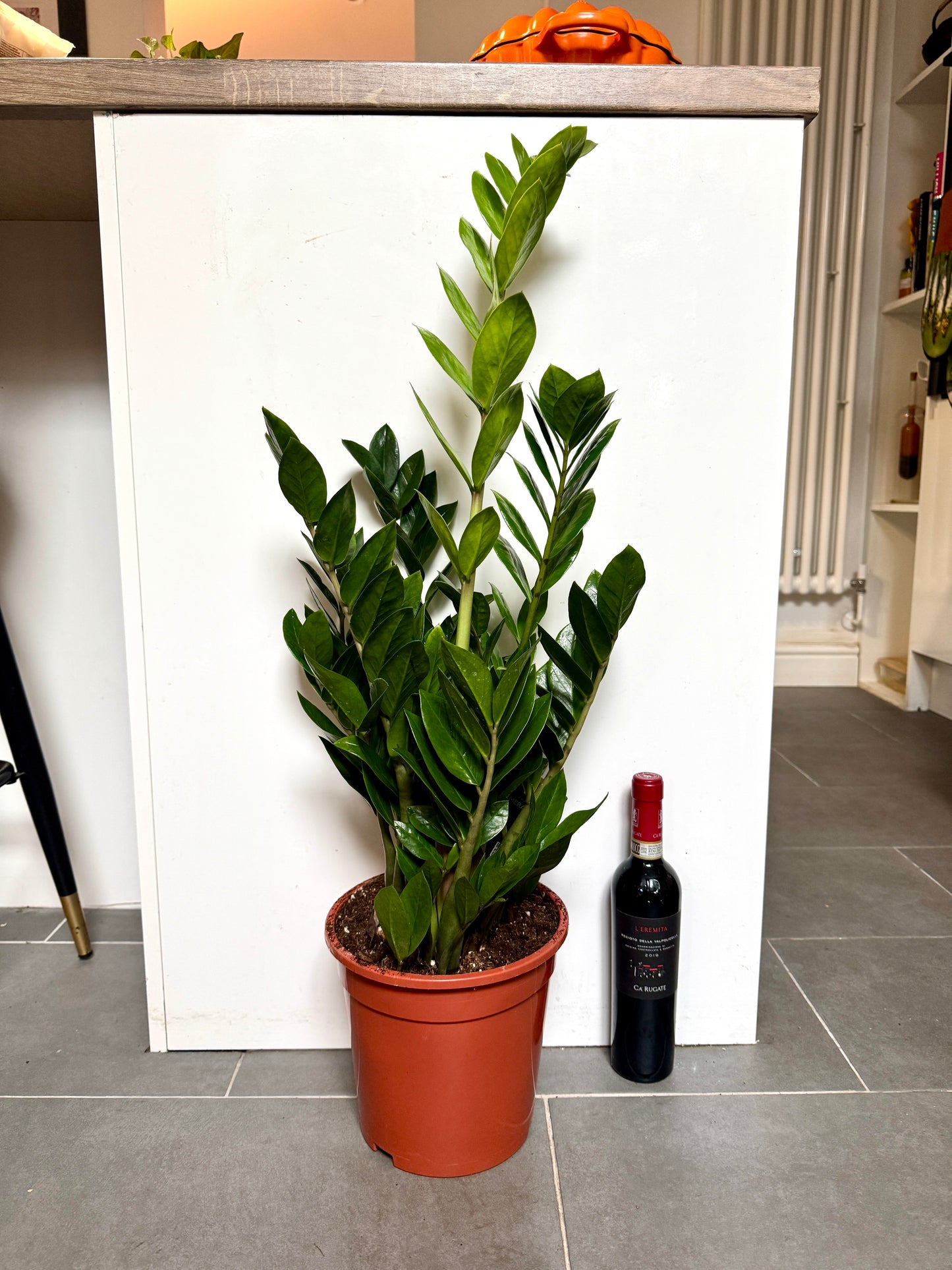 90cm ZZ Plant