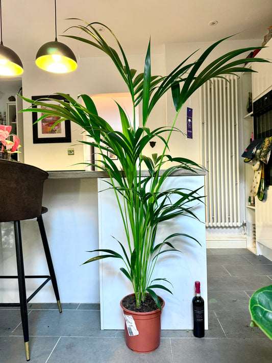 170cm Kentia Palm (Howea Forsteriana)