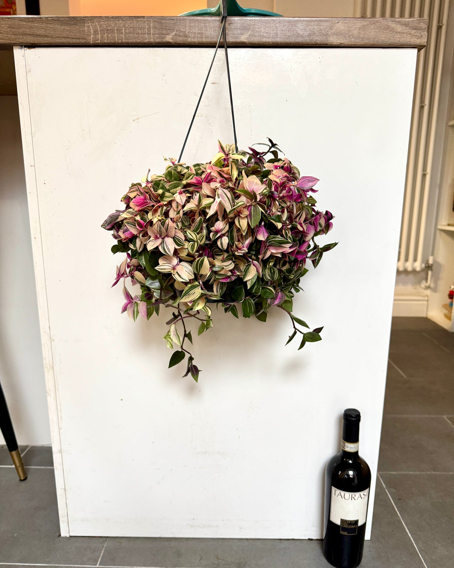 40cm Multicolour Hanging Tradescantia