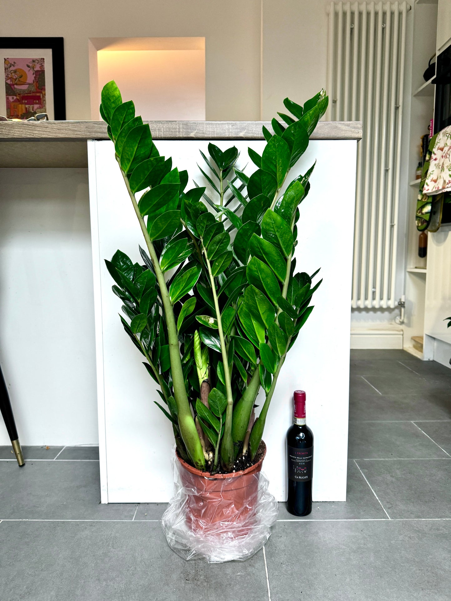 100cm ZZ Plant