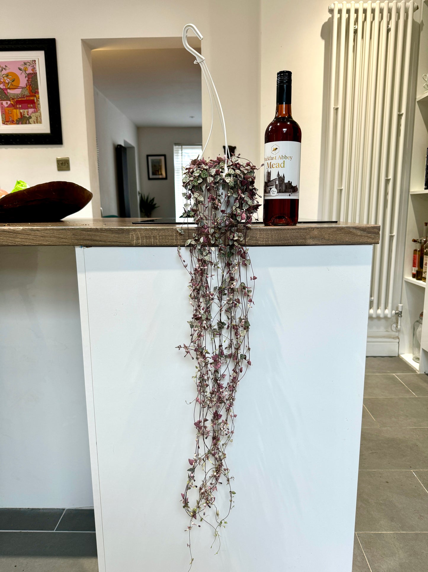 70cm Variegated Hanging String of Hearts (Ceropegia woodii)