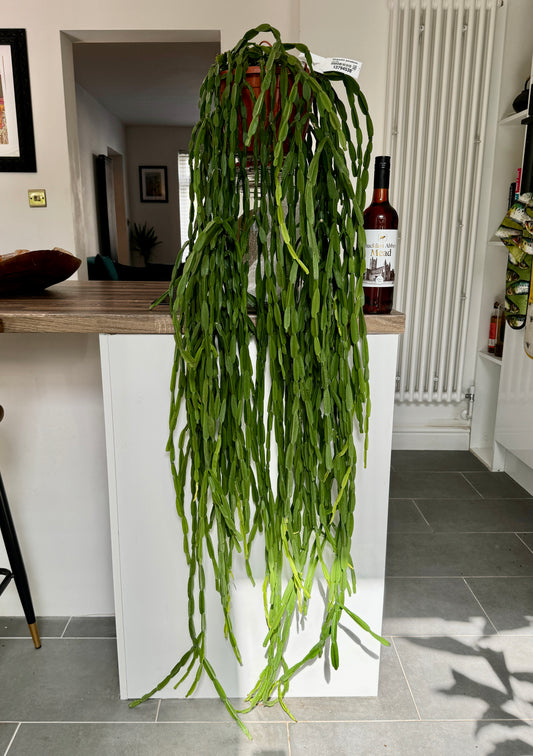 150cm Rhipsalis Paradoxa Hanging