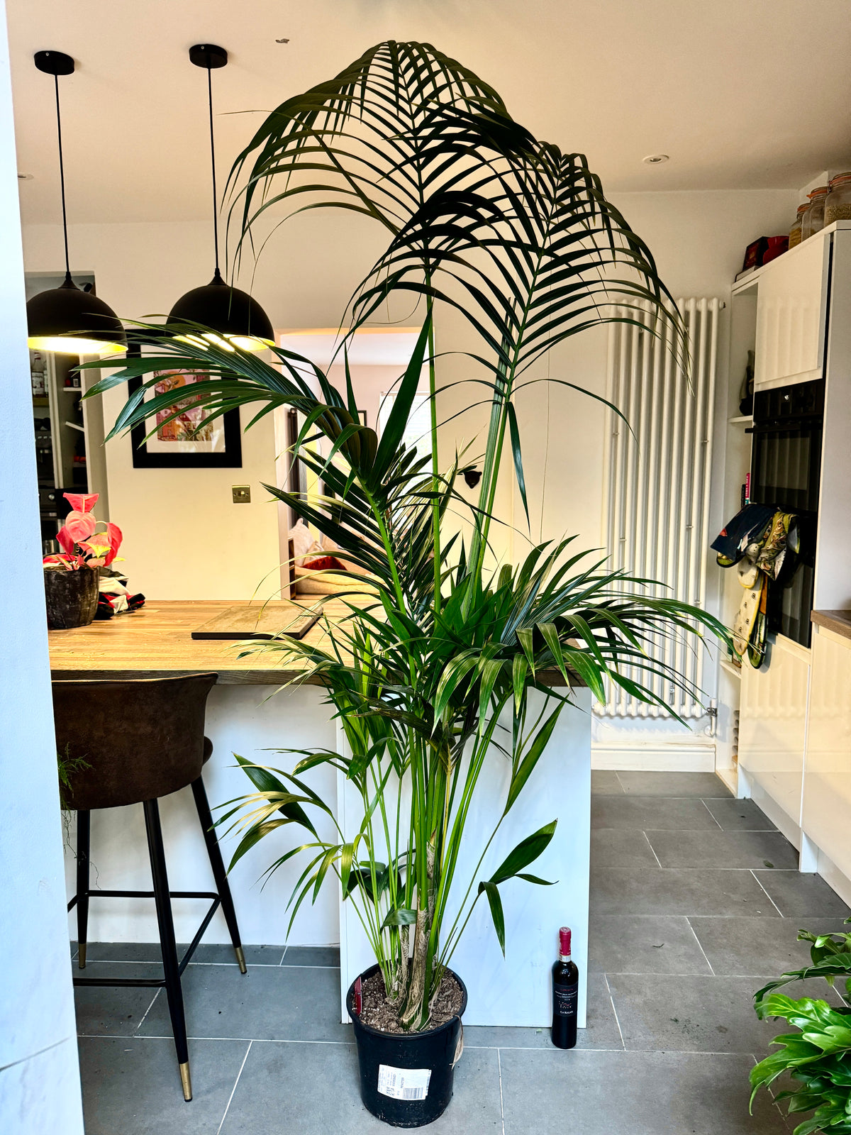 230cm Giant Kentia Palm