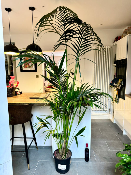 230cm Giant Kentia Palm