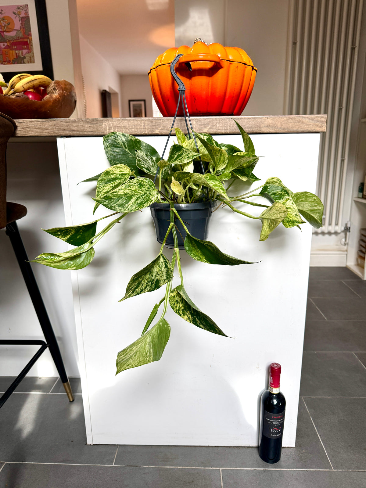 40cm Hanging Devils Ivy Marble Queen