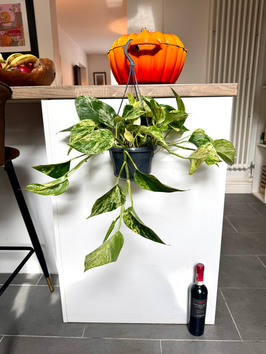 40cm Hanging Devils Ivy Marble Queen
