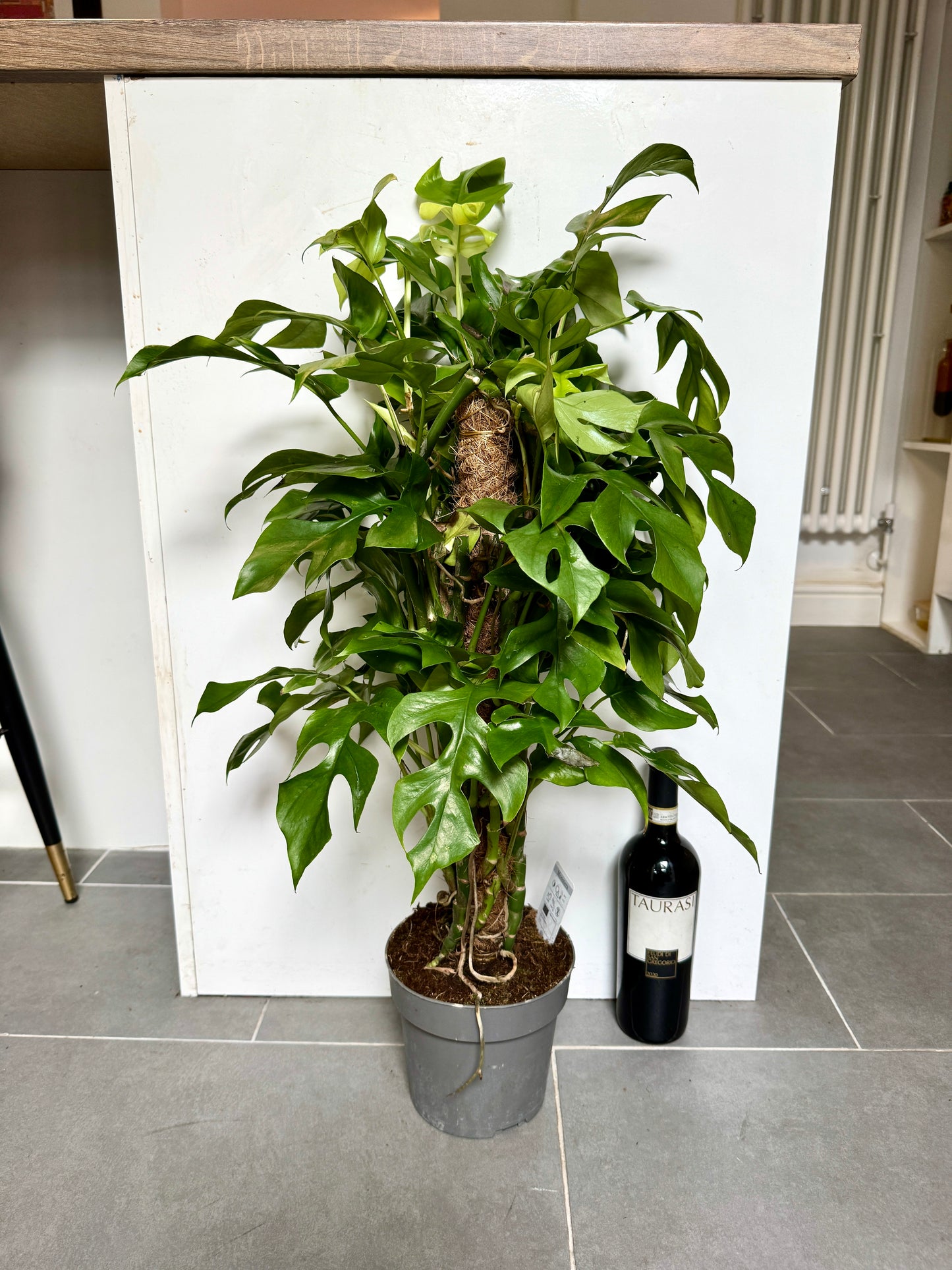 70cm Philodendron Minima