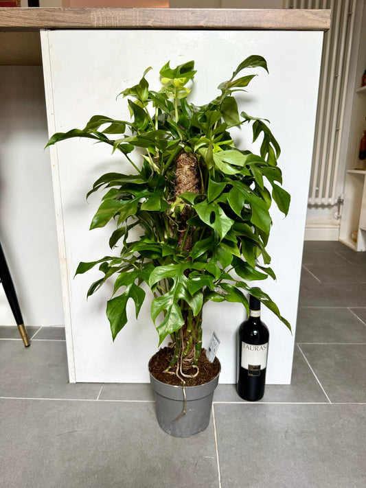 70cm Philodendron Minima