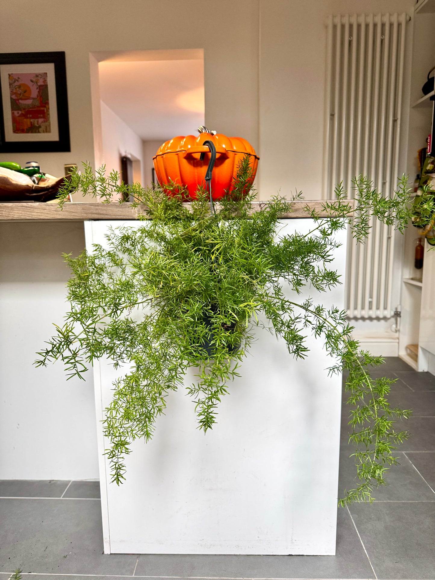 70cm Asparagus Fern (Setaceus)