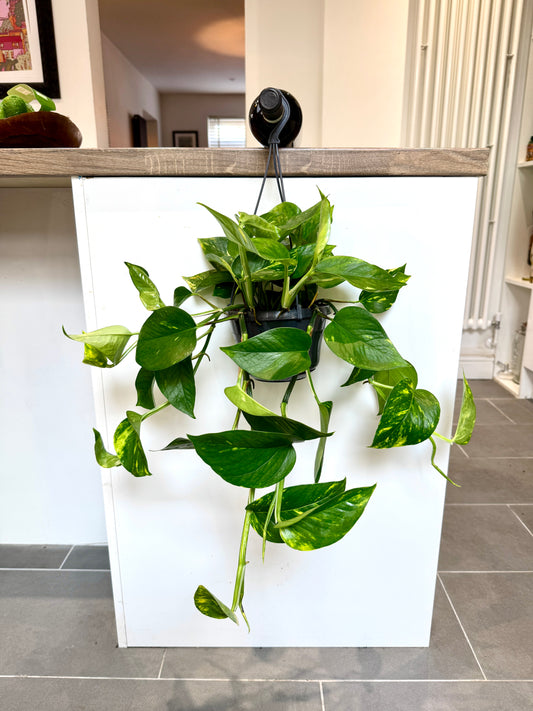50cm Epipremnum Aureum (Devil’s Ivy)