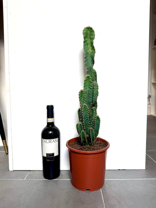 65cm Cereus Florida (Cuddly Cactus)