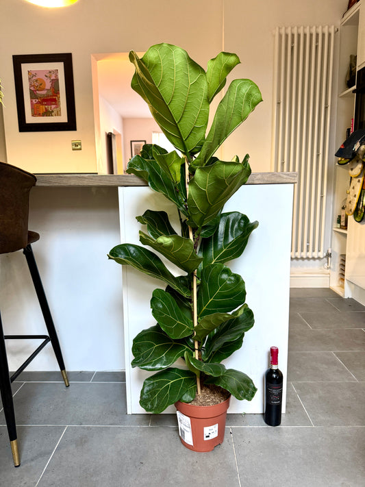 130cm Ficus Lyrata (Fiddle Leaf Fig)
