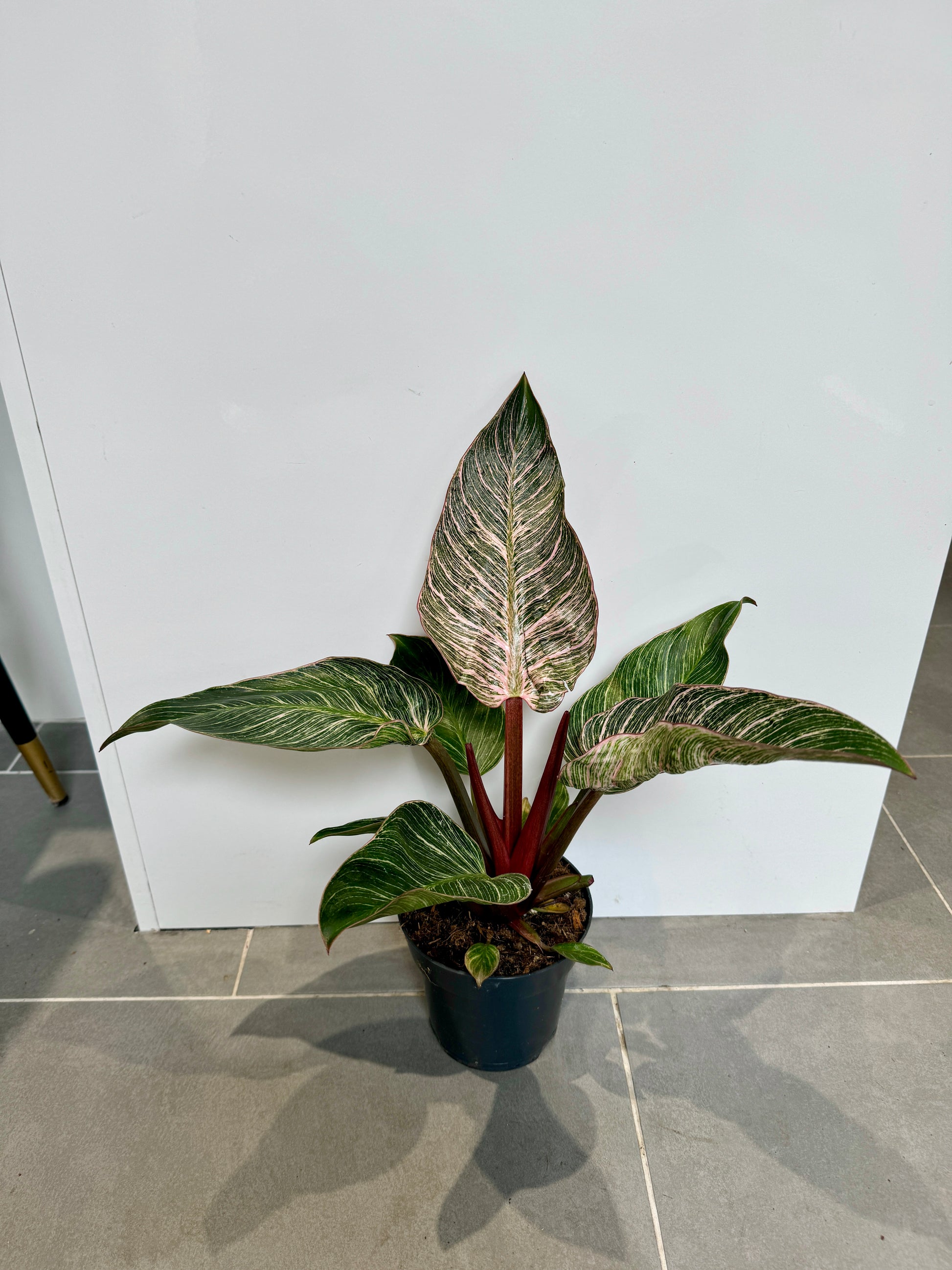 pink bikini philodendron 50cm Philodendron Pink Bikini – Bristol Plant Man