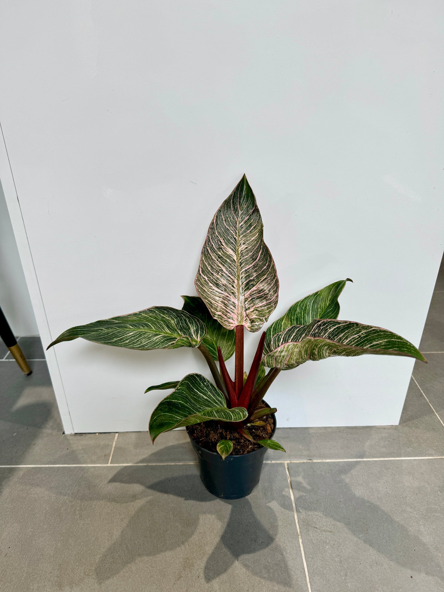 50cm Philodendron Pink Bikini