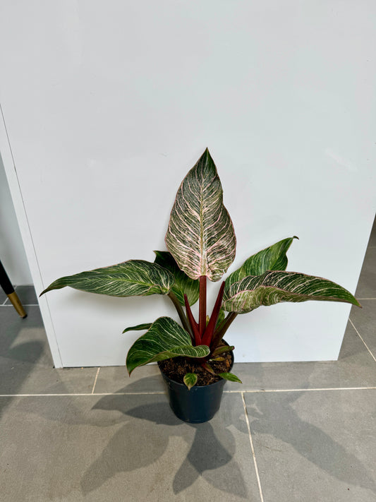 50cm Philodendron Pink Bikini