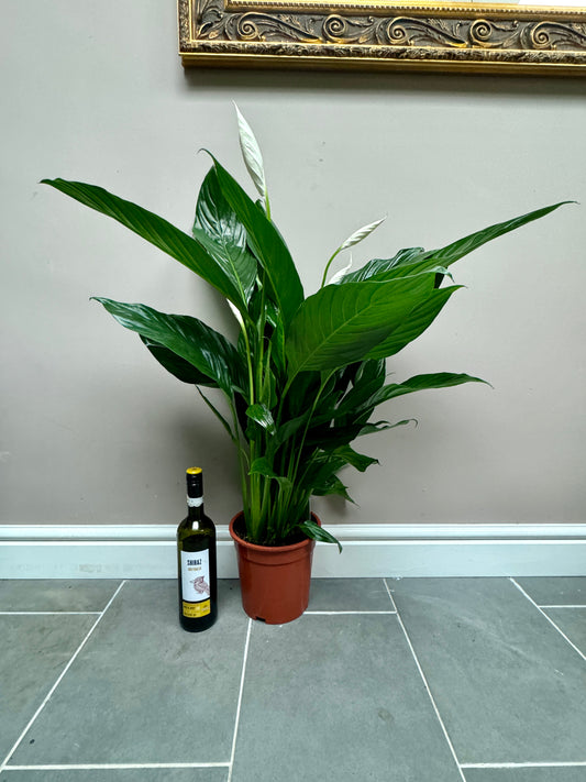 90cm Peace Lily