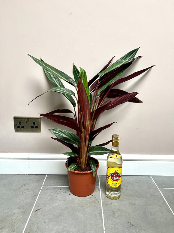 70cm Stromanthe Stripestar