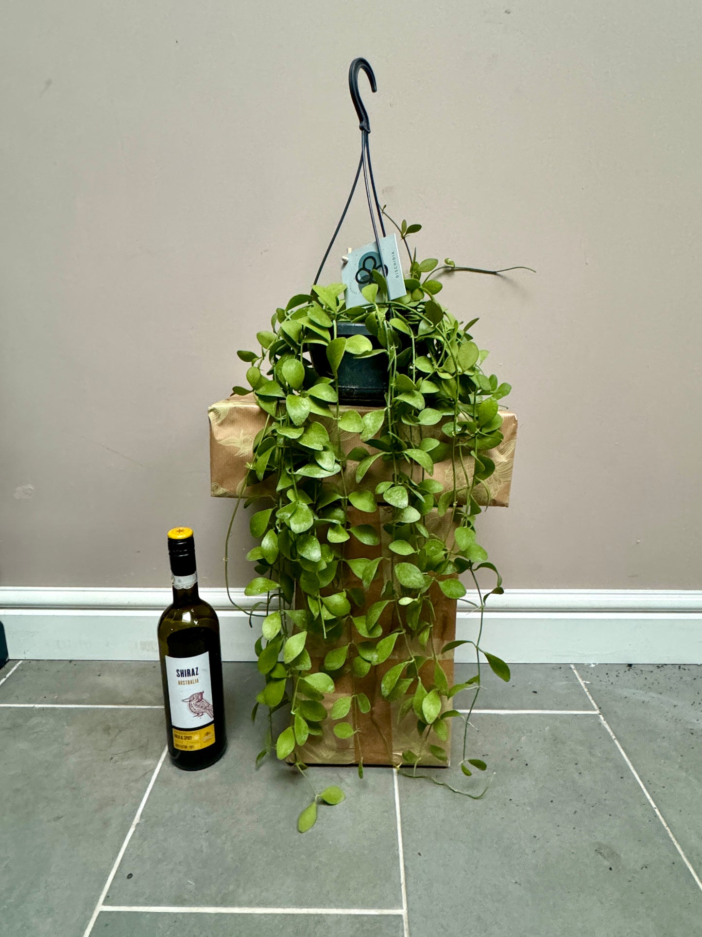60cm Dischidia Imbricata (String of Nickels)