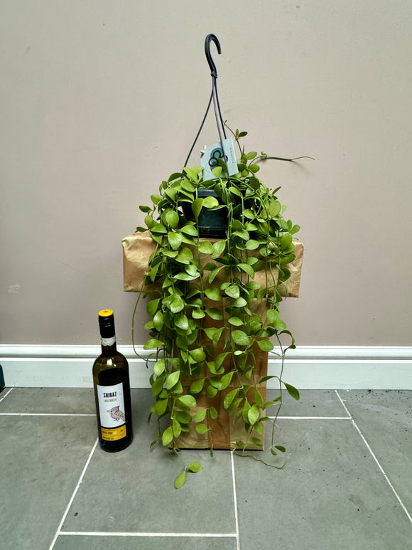 60cm Dischidia Imbricata (String of Nickels)