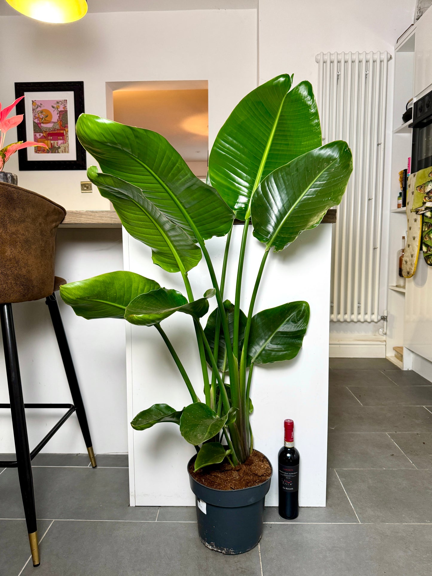130cm Strelitzia Nicolai (Bird of Paradise)