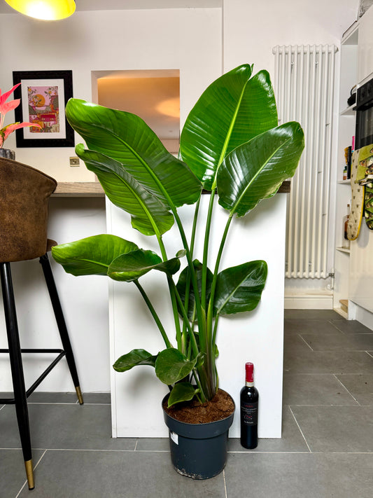 130cm Strelitzia Nicolai (Bird of Paradise)