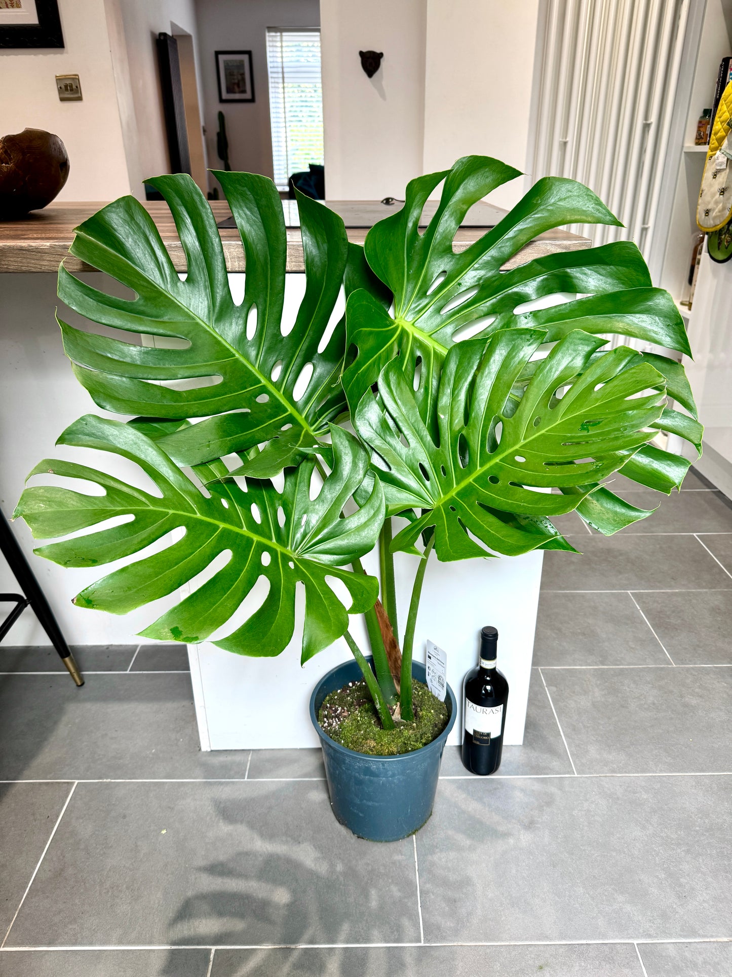 monstera deliciosa large form cutting 100cm Large Form Monstera Deliciosa (Swiss Cheese) – Bristol Plant Man