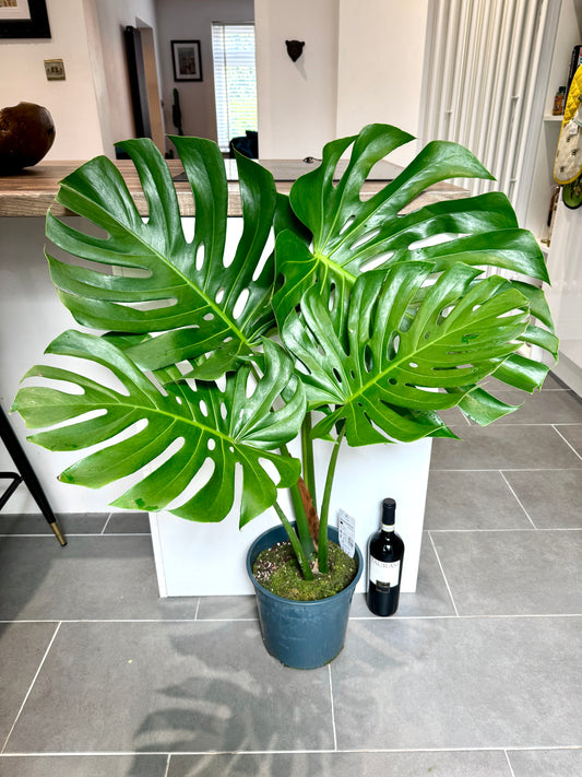 100cm Large Form Monstera Deliciosa (Swiss Cheese)