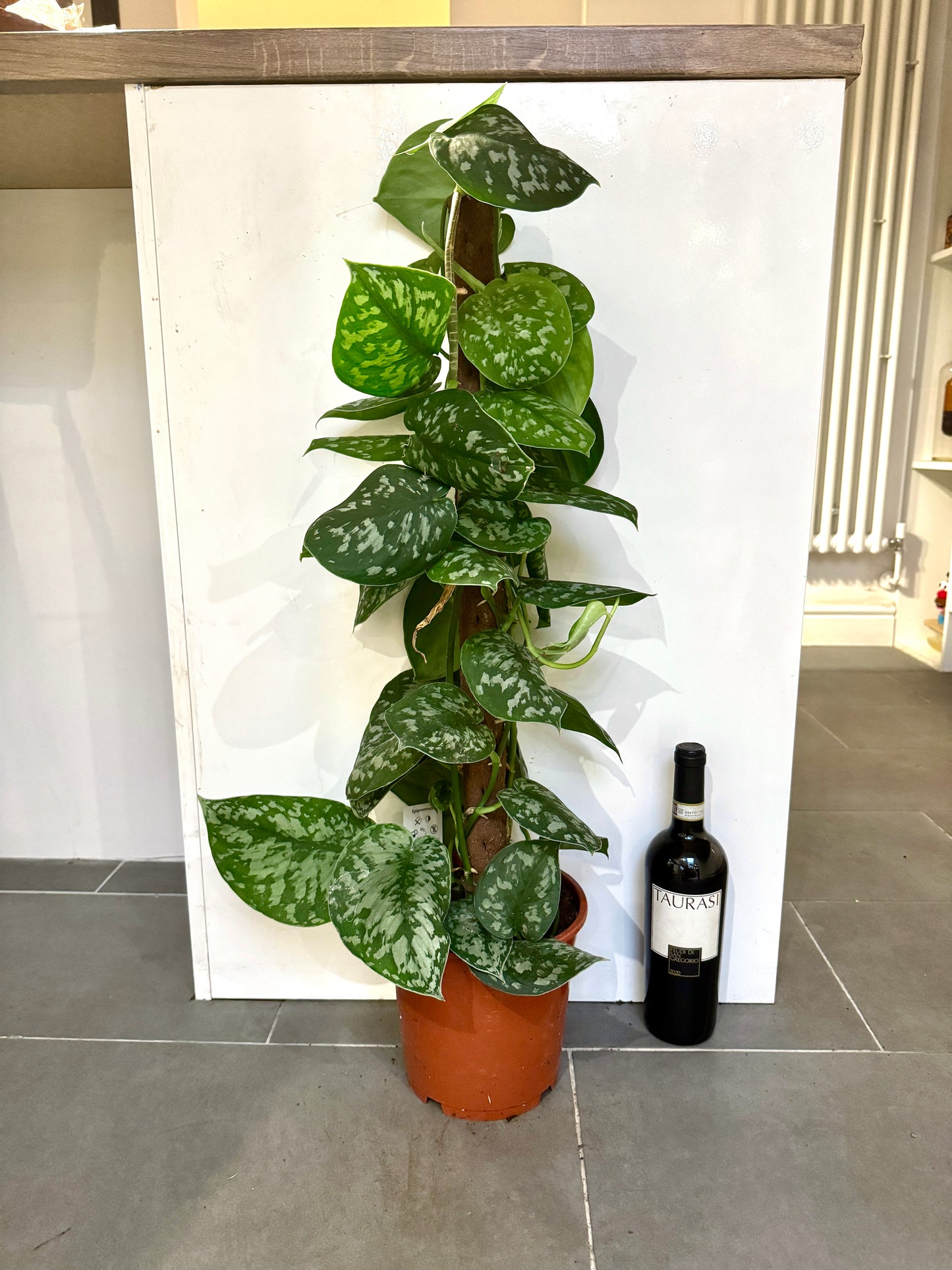 90cm Scindapsus Pictus (Satin Pothos)