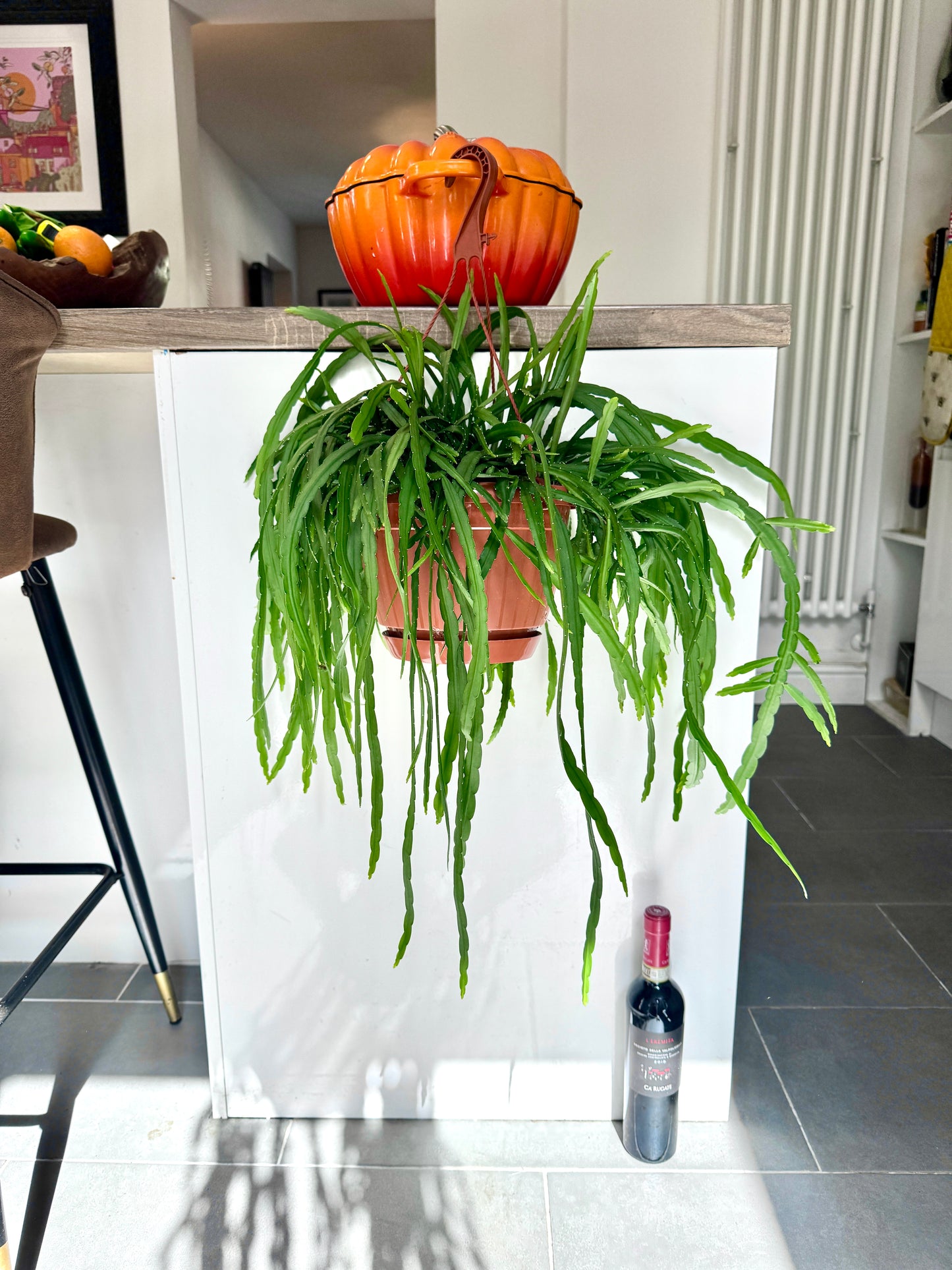 60cm Hanging Lepismium