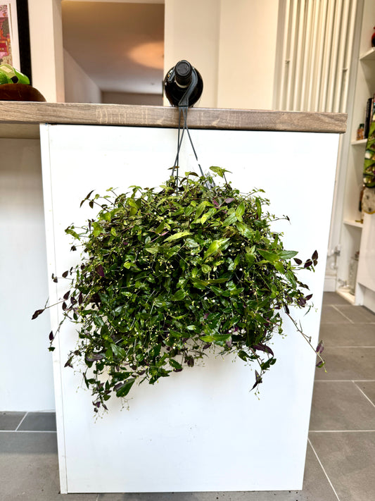 50cm Hanging Tradescantia