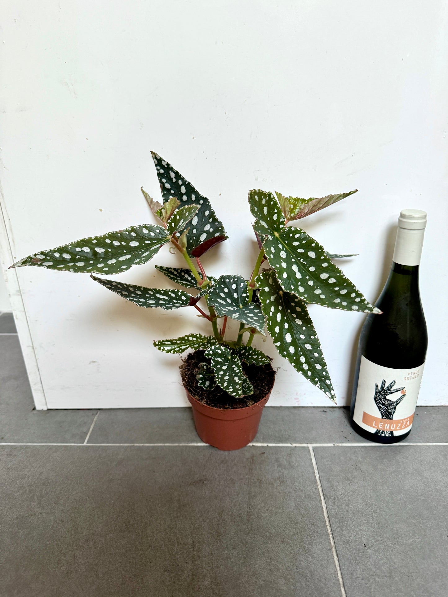 40cm Begonia Maculata