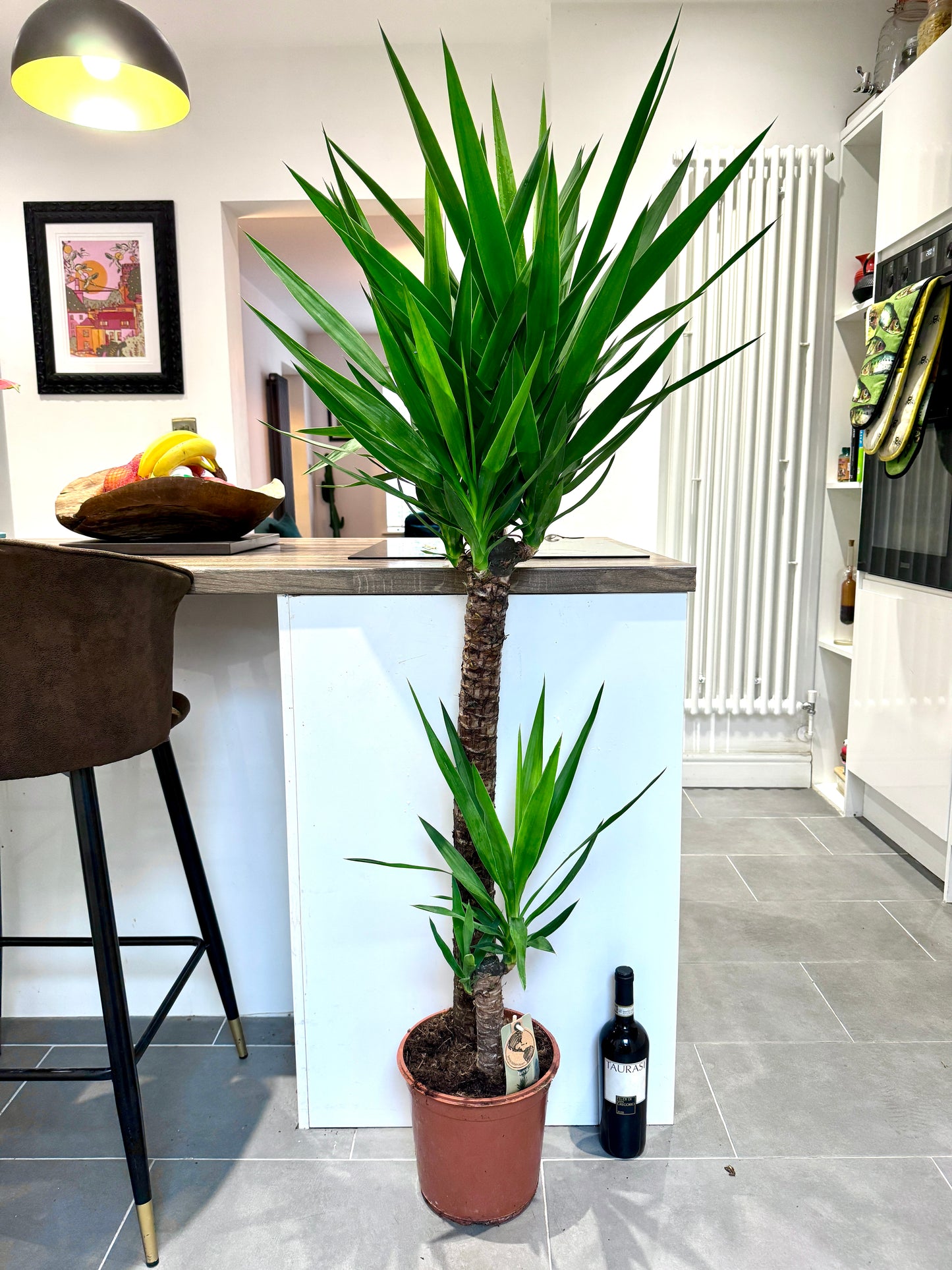 160cm Double Stem Yucca