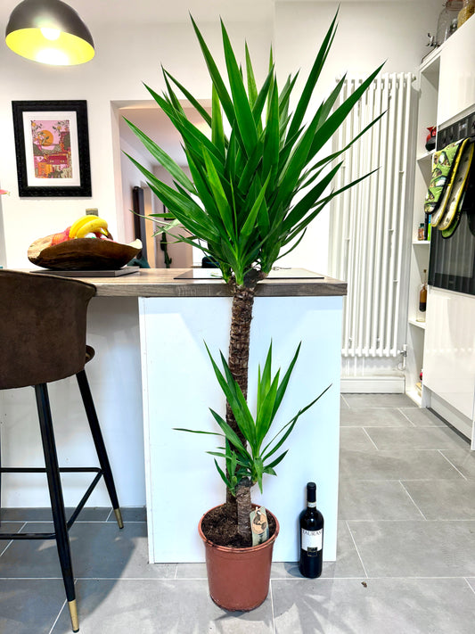 160cm Double Stem Yucca