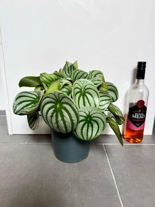 40cm Peperomia Watermelon