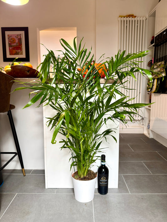 120cm Chamaedorea Cataractarum (Cascade Palm)