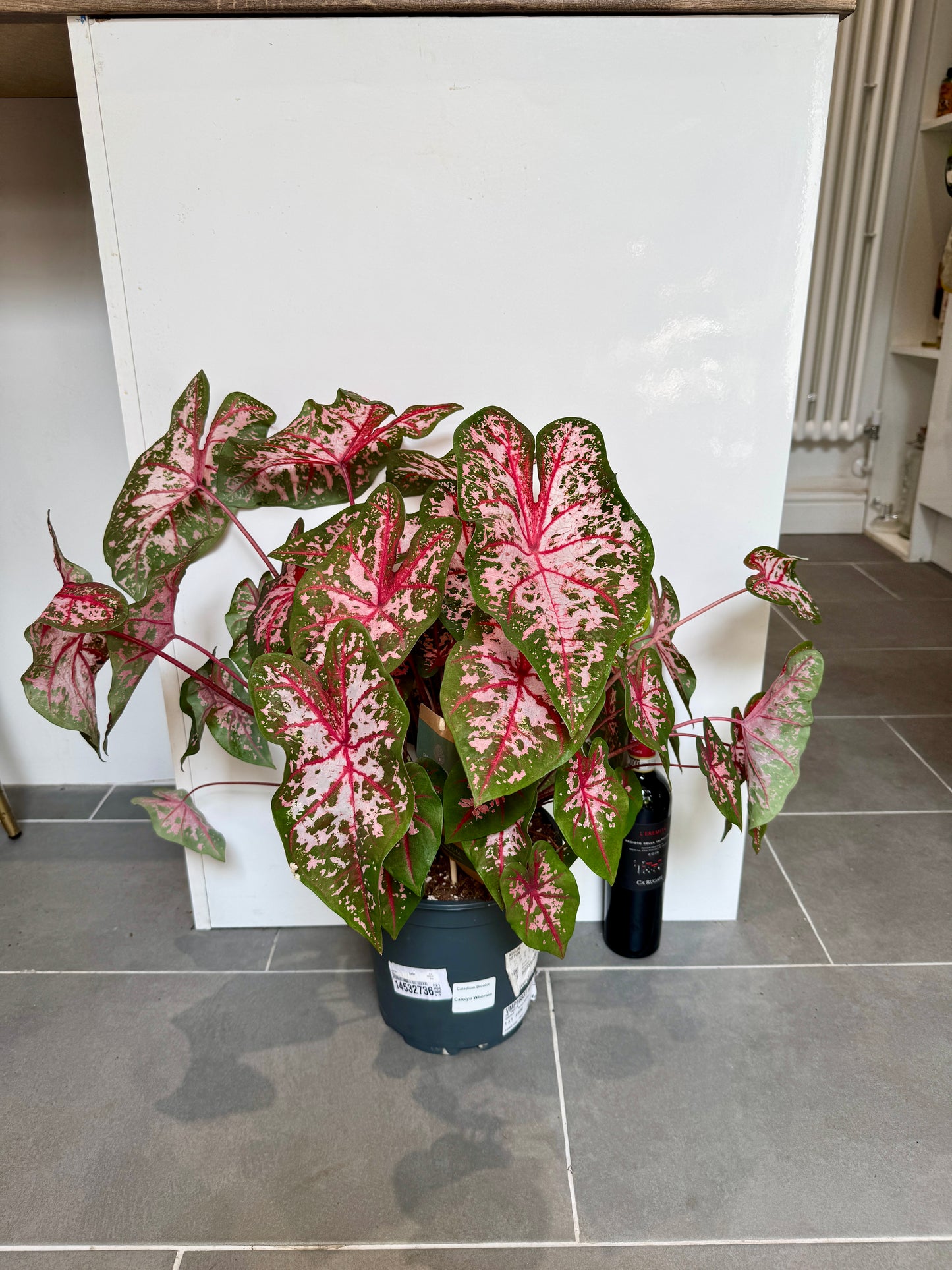 70cm Caladium Carolyn Whorton