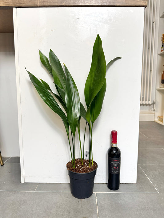 70cm Aspidistra Elatior (Cast Iron Plant)