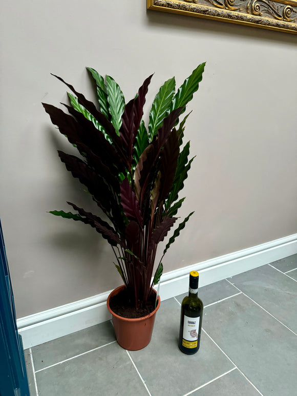 95cm Calathea Rufibarba