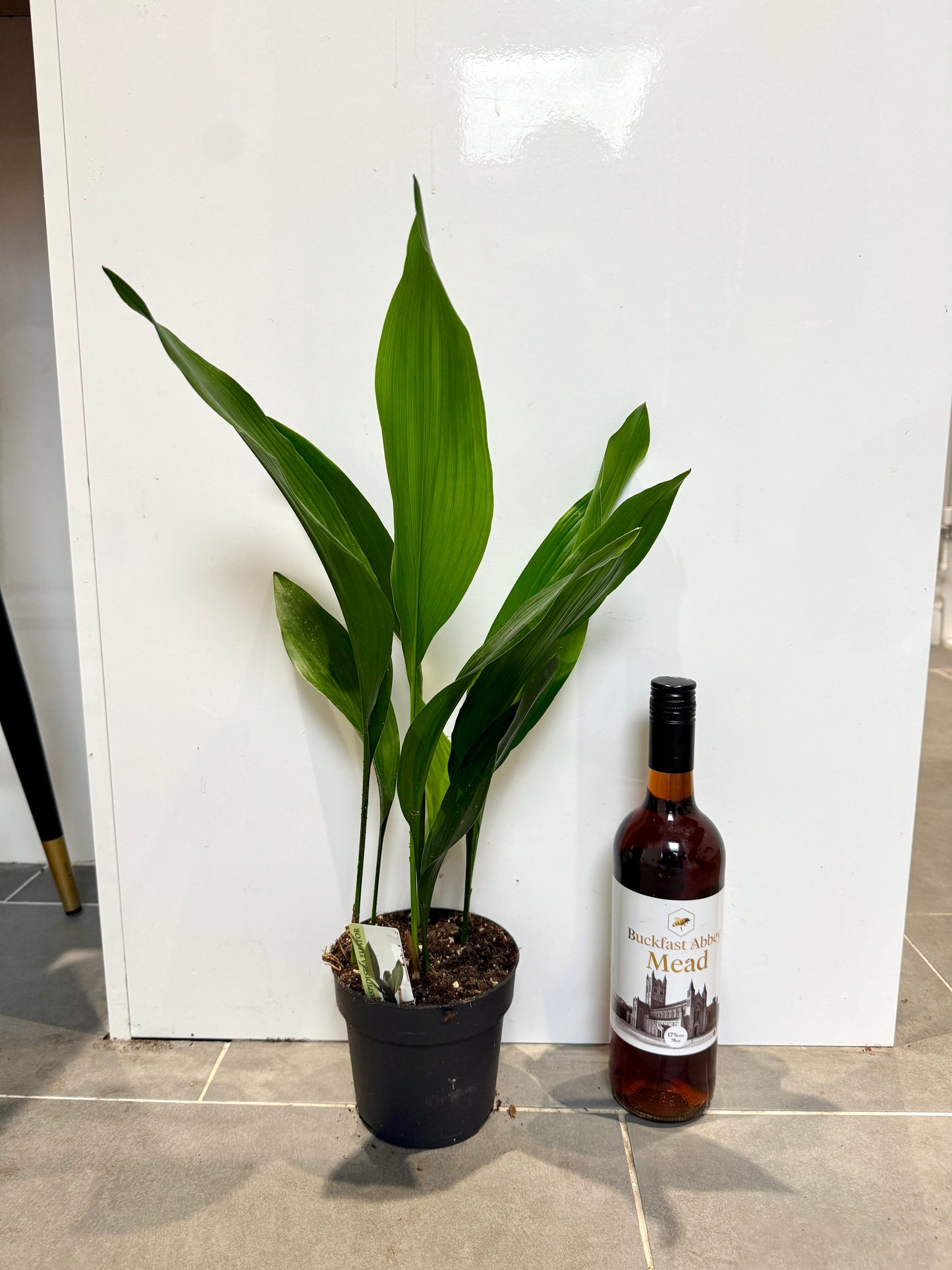 50cm Aspidistra Elatior (Cast Iron Plant)