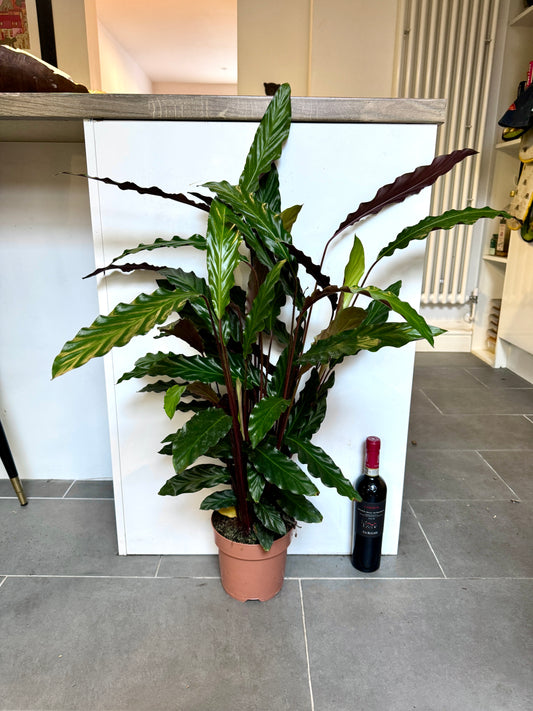 80cm Calathea Rufibarba