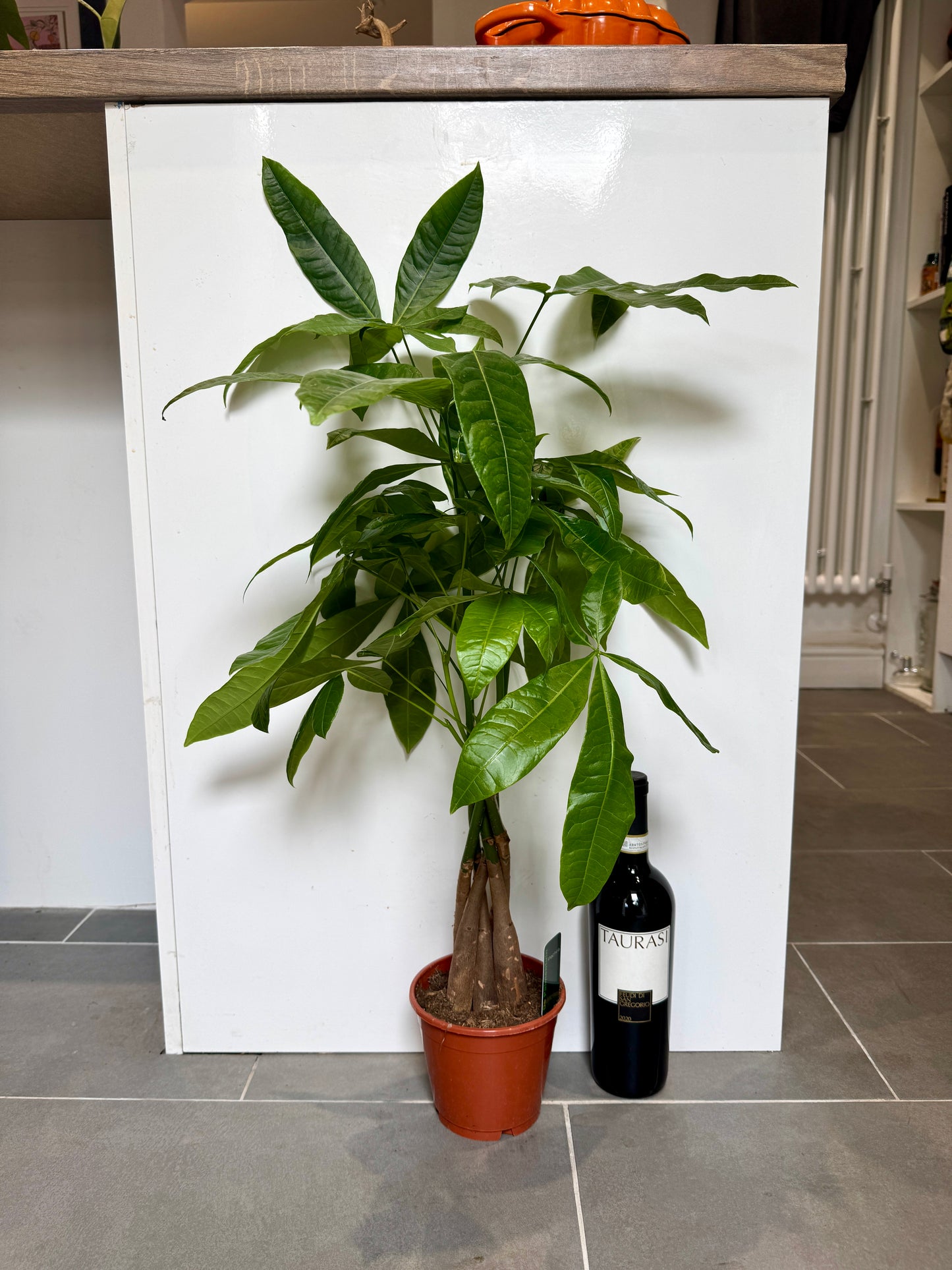 70cm Pachira Aquatica (Money Tree)