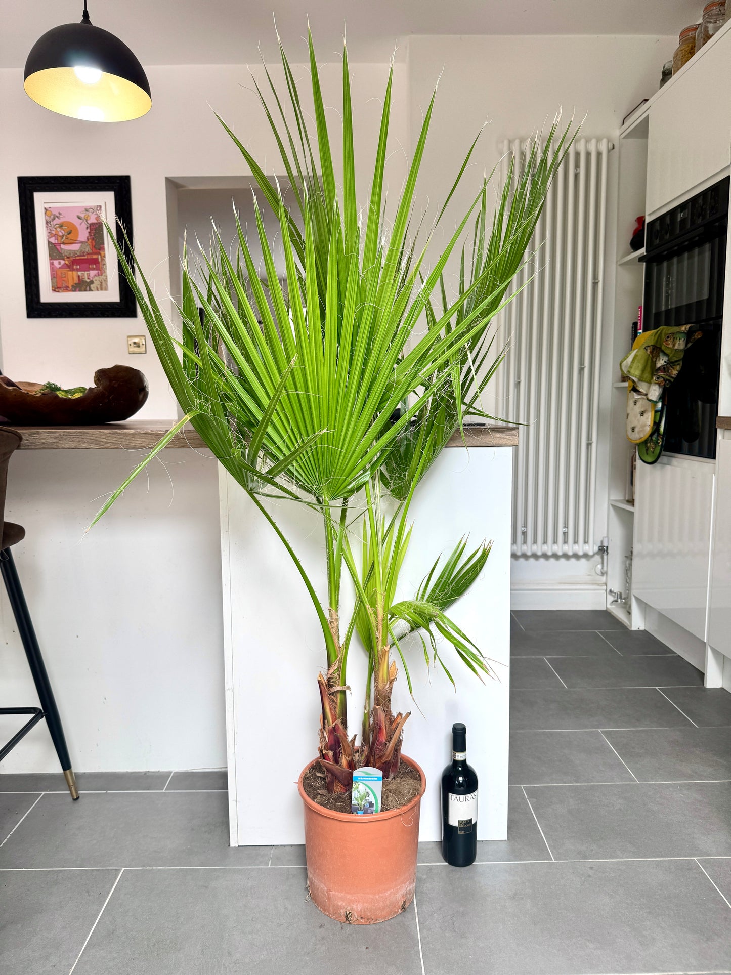 140cm Washingtonia Filifera (California Palm)