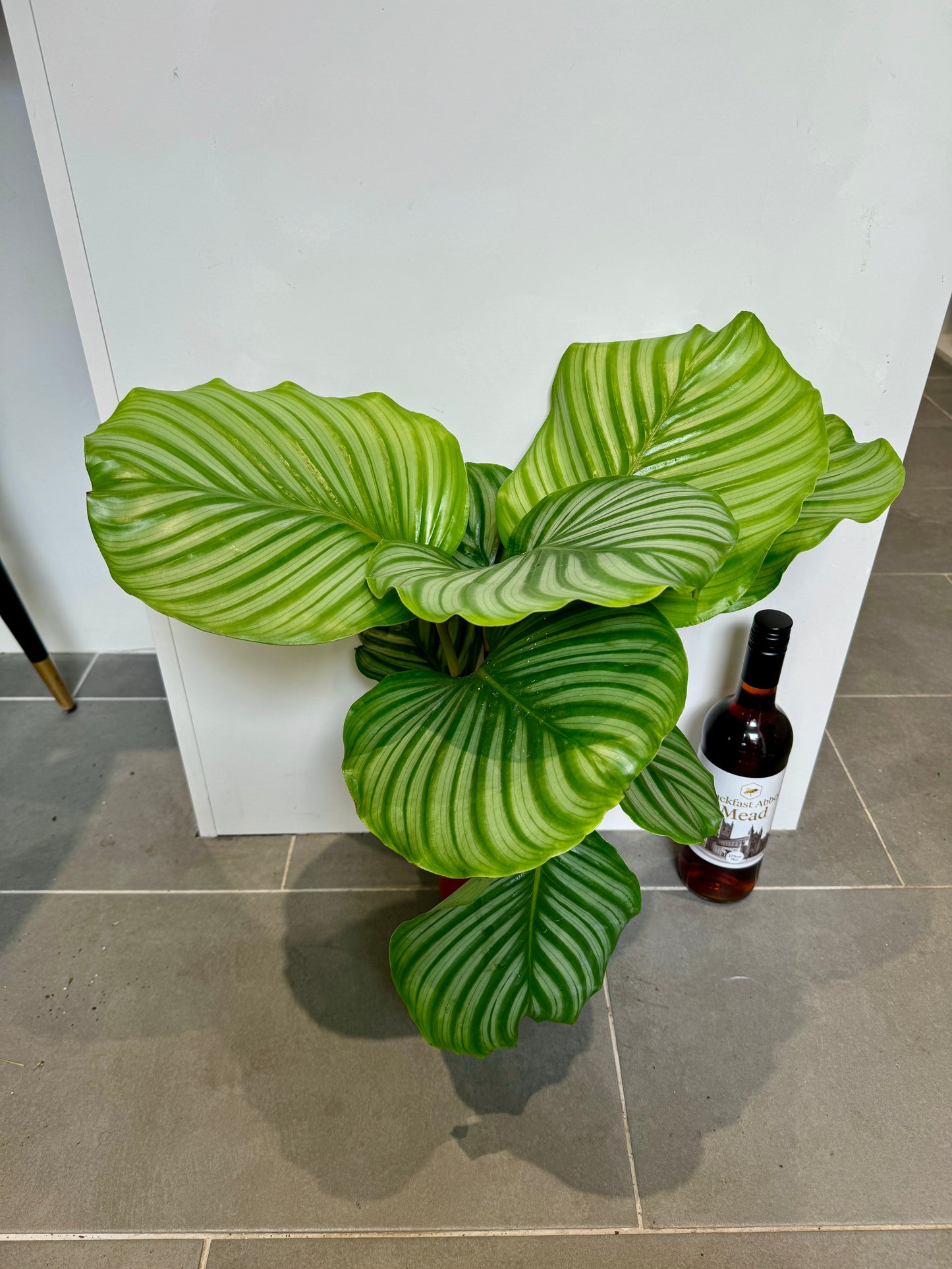 60cm Calathea Orbifolia