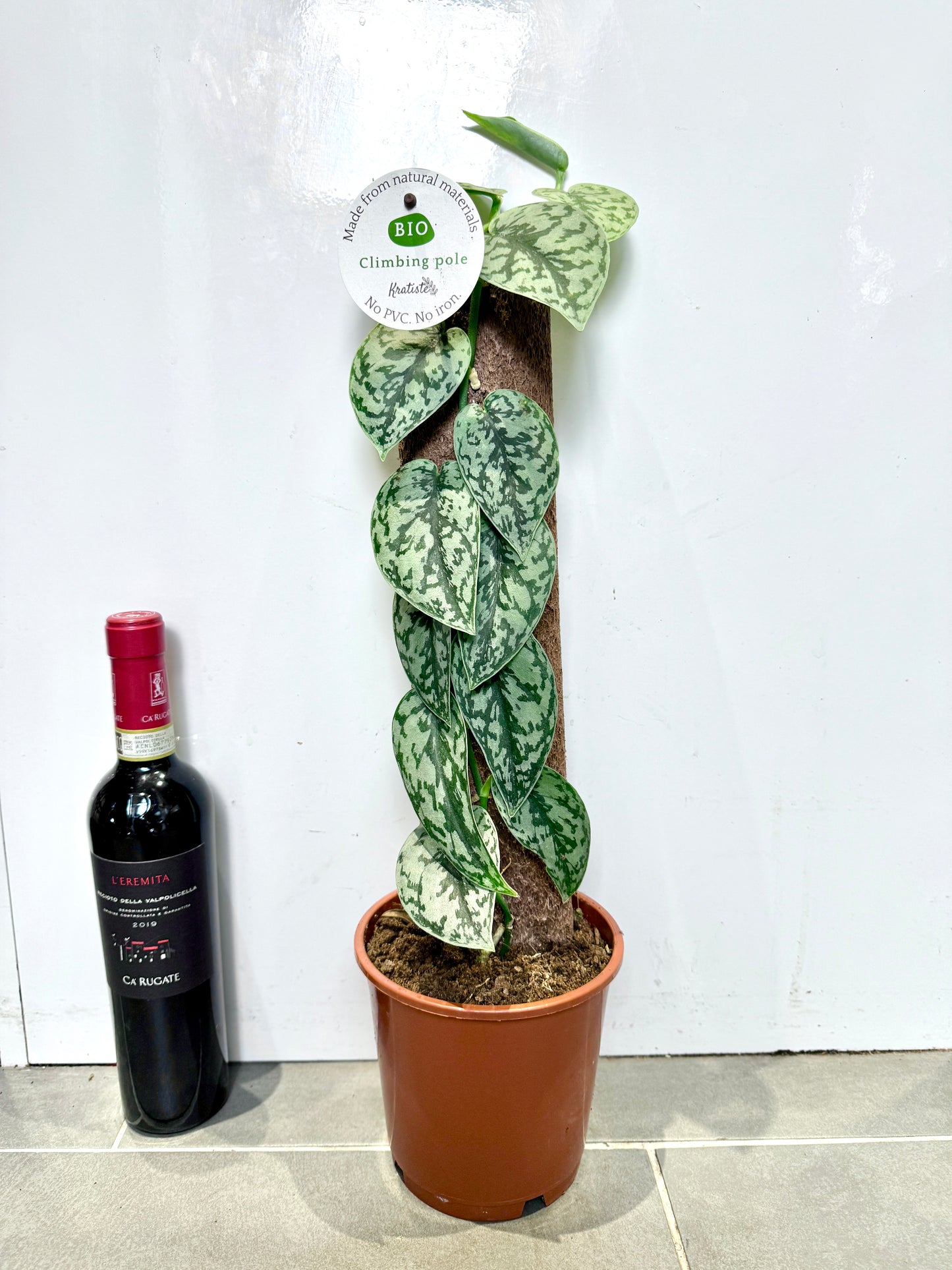 60cm Climbing Philodendron